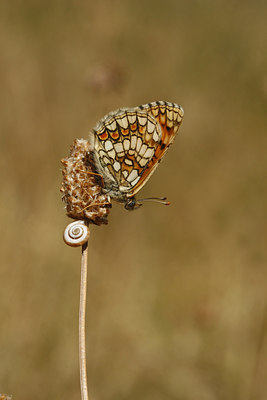 BUITEN BEELD Foto: 74769