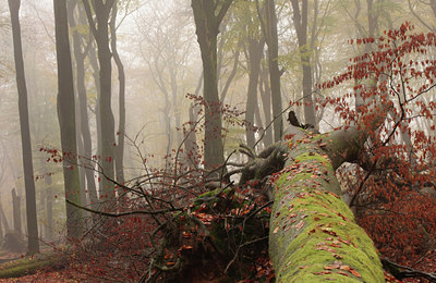 BUITEN BEELD Foto: 74775