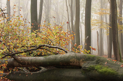 BUITEN BEELD Foto: 74778