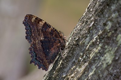 BUITEN BEELD Foto: 74788