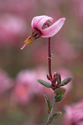 BUITEN BEELD Foto: 74792