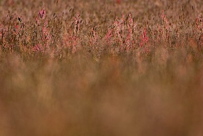 BUITEN BEELD Foto: 74811