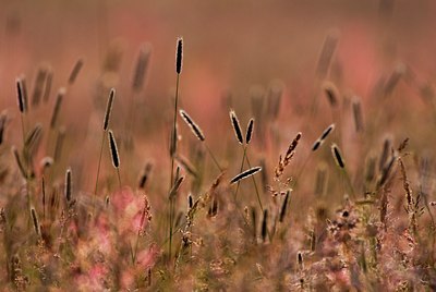 BUITEN BEELD Foto: 74812