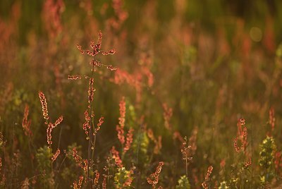 BUITEN BEELD Foto: 74815