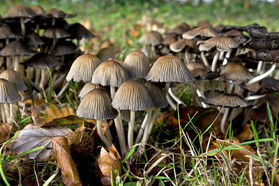 BUITEN BEELD Foto: 74843