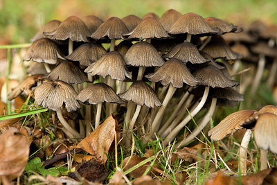 BUITEN BEELD Foto: 74847