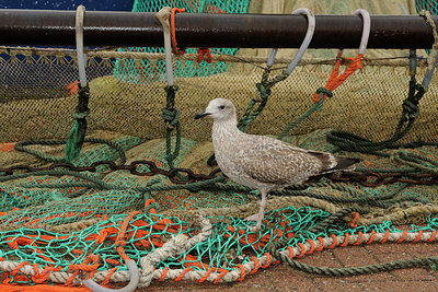 BUITEN BEELD Foto: 74883