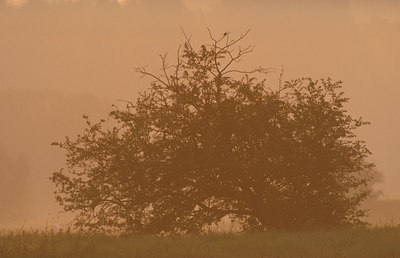 BUITEN BEELD Foto: 74922