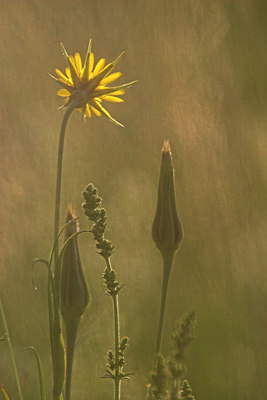 BUITEN BEELD Foto: 74924