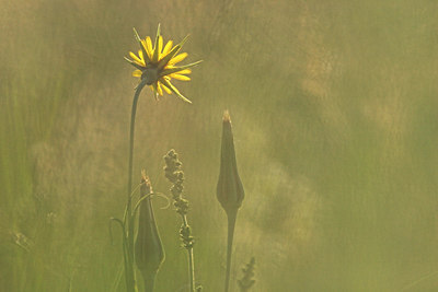 BUITEN BEELD Foto: 74925
