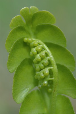BUITEN BEELD Foto: 74955