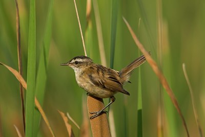 BUITEN BEELD Foto: 74991