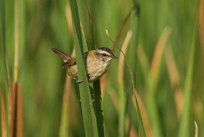 BUITEN BEELD Foto: 74992