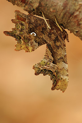 BUITEN BEELD Foto: 74993