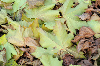BUITEN BEELD Foto: 75083