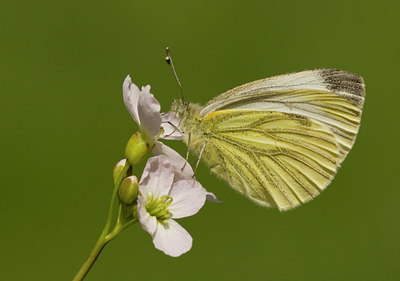 BUITEN BEELD Foto: 75116