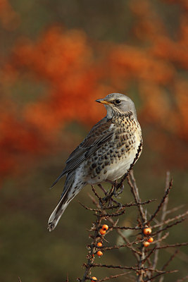 BUITEN BEELD Foto: 75151