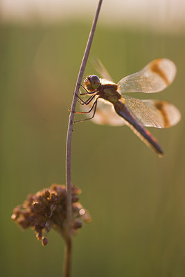 BUITEN BEELD Foto: 75154