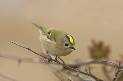 BUITEN BEELD Foto: 75170