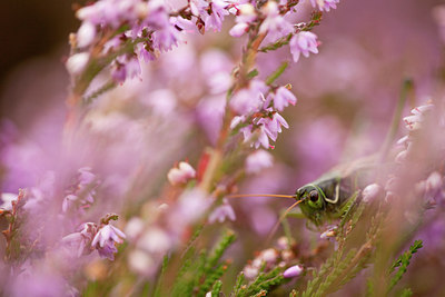 BUITEN BEELD Foto: 75214