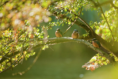 BUITEN BEELD Foto: 75248