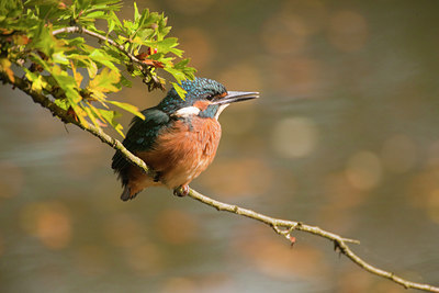BUITEN BEELD Foto: 75250