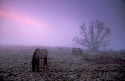 BUITEN BEELD Foto: 75300