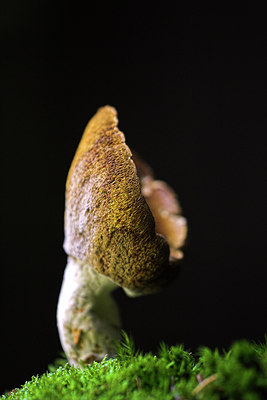 BUITEN BEELD Foto: 75305