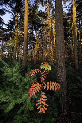 BUITEN BEELD Foto: 75312