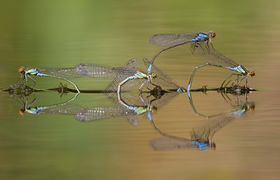 BUITEN BEELD Foto: 75336