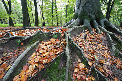BUITEN BEELD Foto: 75345