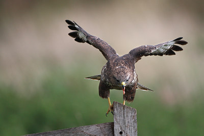 BUITEN BEELD Foto: 75410