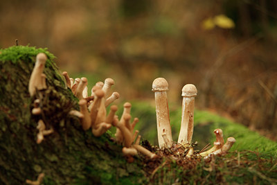 BUITEN BEELD Foto: 75441