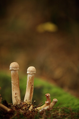 BUITEN BEELD Foto: 75442