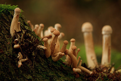 BUITEN BEELD Foto: 75444