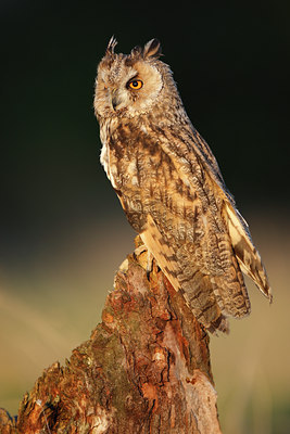BUITEN BEELD Foto: 75582