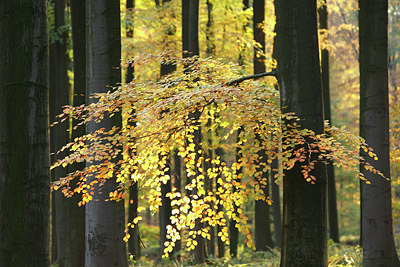 BUITEN BEELD Foto: 75600