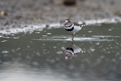 BUITEN BEELD Foto: 75664