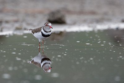 BUITEN BEELD Foto: 75665