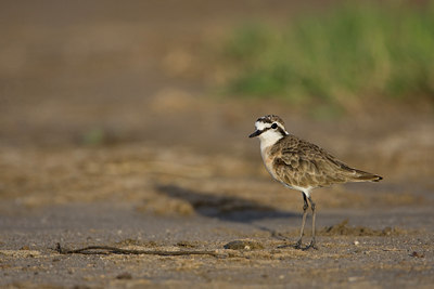 BUITEN BEELD Foto: 75675