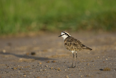 BUITEN BEELD Foto: 75677