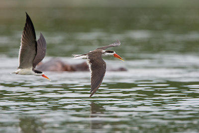 BUITEN BEELD Foto: 75698