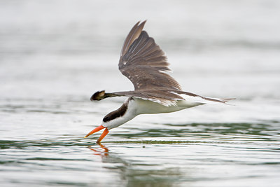 BUITEN BEELD Foto: 75700
