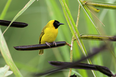 BUITEN BEELD Foto: 75714