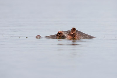 BUITEN BEELD Foto: 75755