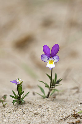 BUITEN BEELD Foto: 75788