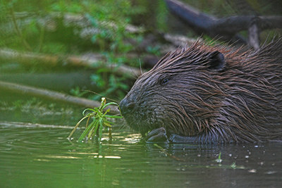 BUITEN BEELD Foto: 75804