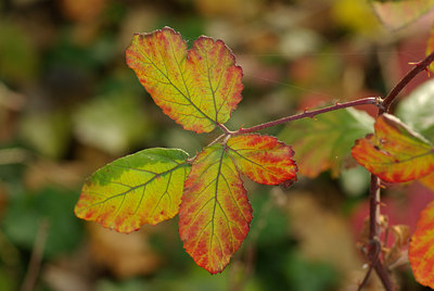 BUITEN BEELD Foto: 75865