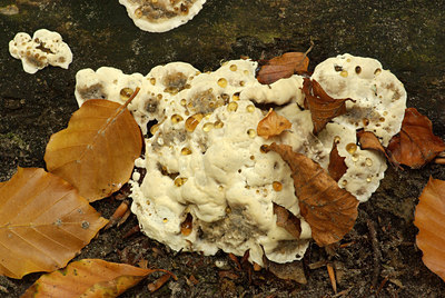 BUITEN BEELD Foto: 75896