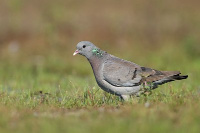 BUITEN BEELD Foto: 75913